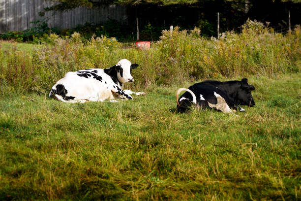 istock A Holstein Friesian cattle farm 1415234386