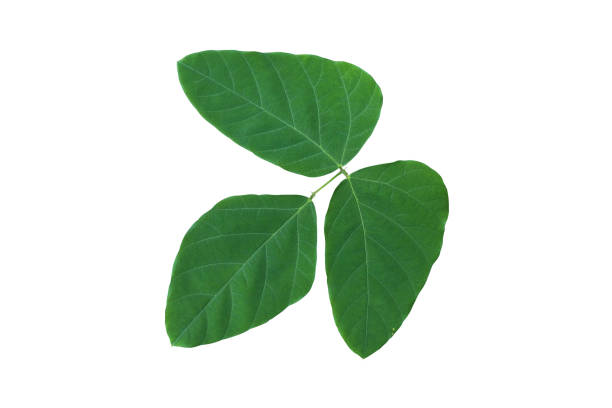This shows 3 Kudzu leaves with other kudzu vines in the background.  The veins of leaves are visible.
