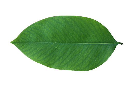 Translucent leaf of the plant. Eco-friendly background.