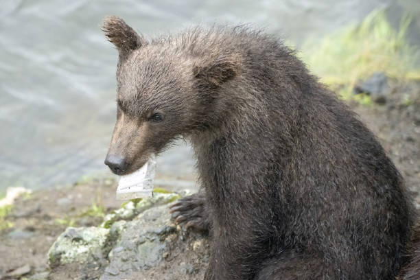 Grizzly Bear Cub attempting to eat plastic stock photo