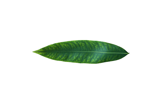 elettaria cardamomum is a type of spice plant that is easy to grow in tropical climates. the rhizome of this plant is commonly used as a flavoring and medicine for several diseases.