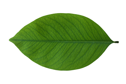 Oval symmetric  tropical leaf on white background