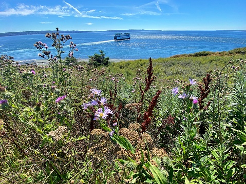 Ferries, driftwood, and beautiful views characterize the views on Whidbey Island in Washington State.