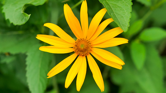 close up of yellow daisy flower, heliopsis asteraceae oxeye flowerheads