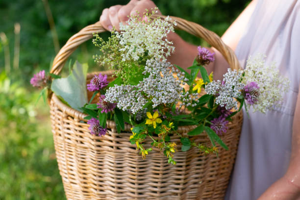 istock Woman's hand with basket of herbs 1415235592