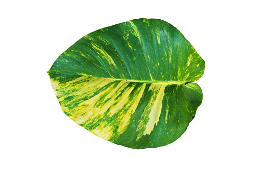 Isolated big tropical leaf on white  background