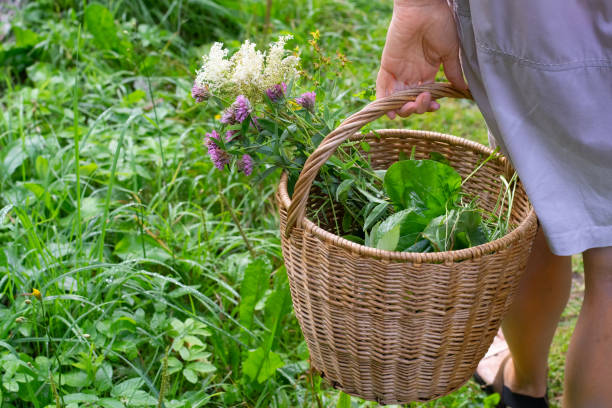 istock Woman's hands holding basket of medicinal herbs 1415237019