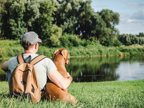 istock Charming, pretty brown puppy and attractive man 1415237064