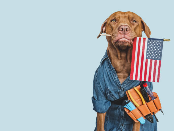 労働者の日。愛らしい茶色の子犬とハンドツール - color image animal sitting brown ストックフォトと画像