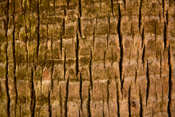 istock Old wood texture.  Wooden background. 1415237446