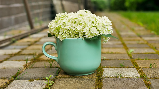 white hydrangea flowers in a vase shape of cup on street paving slabs