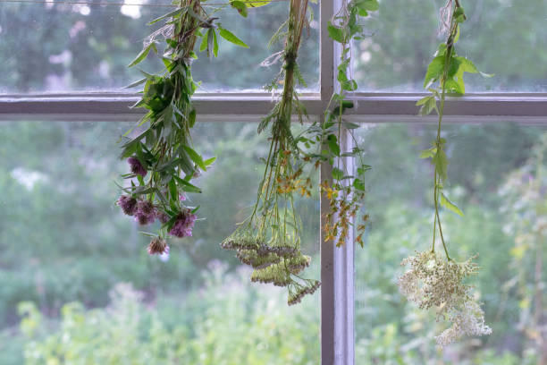 Medicinal herbs are hanging for dry on window in countryside