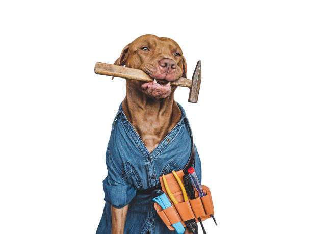 día del trabajo. adorable cachorro marrón y herramientas de mano - tool belt belt work tool pliers fotografías e imágenes de stock