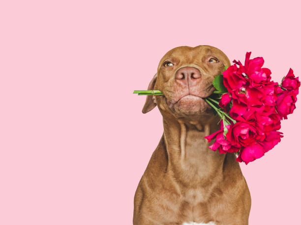 istock Lovable, pretty brown puppy and bright flowers 1415239177
