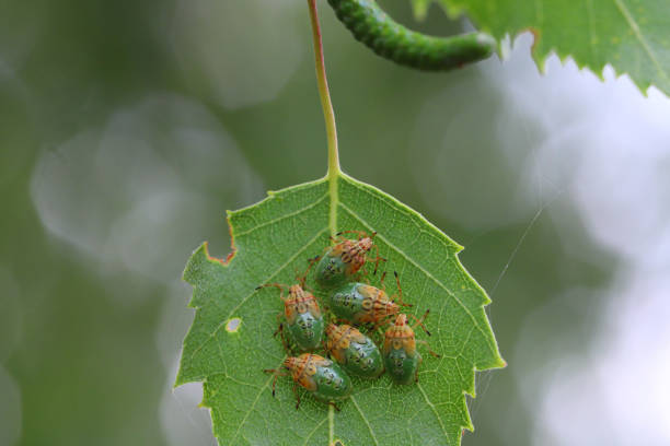 istock Birch Shieldbug nymphs (Elasmostethus interstinctus) sitting on edge of birch leaf. 1415240056