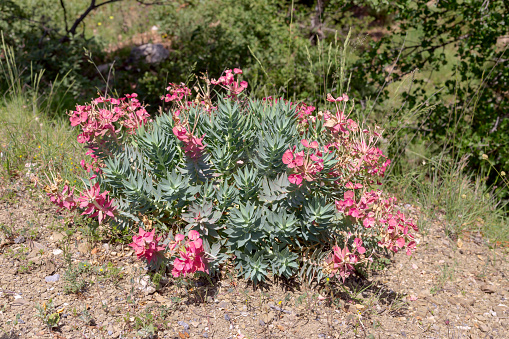 A useful plant spurge (Euphorbia rigida) grows and blossoms in the mountains close-up on a spring day