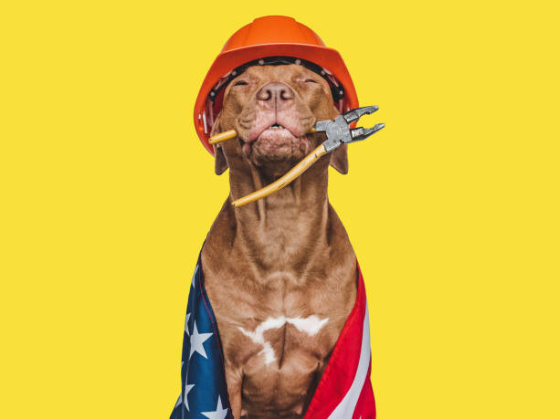 istock Lovable, pretty brown puppy and hand tools 1415240062