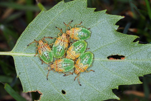 istock Birch Shieldbug nymphs (Elasmostethus interstinctus) sitting on edge of birch leaf. 1415240090