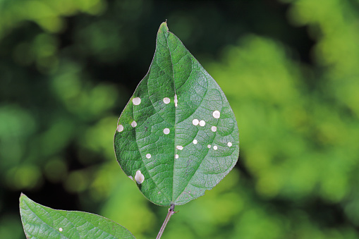 White round spots on bean leaves in the garden, a fungal disease.