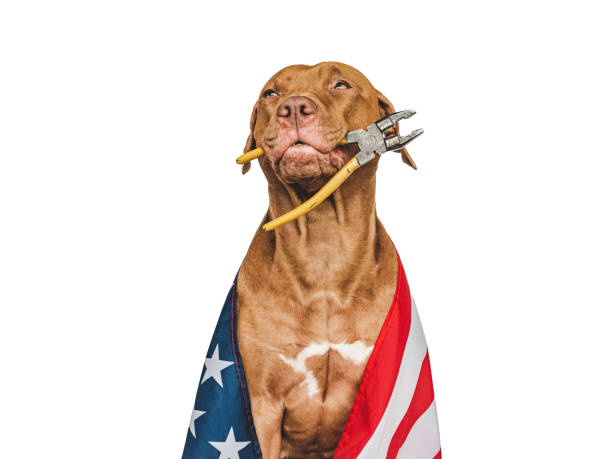 adorable, bonito cachorro marrón y herramientas de mano - tool belt belt work tool pliers fotografías e imágenes de stock