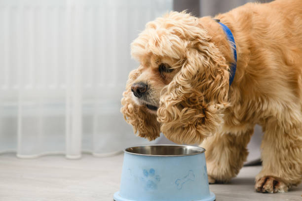 istock The dog eats food from his bowl with appetite. 1415240415