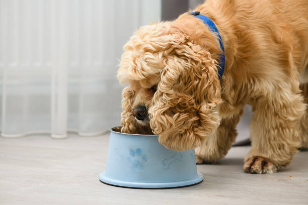 istock The dog eats food from his bowl with appetite. 1415240416