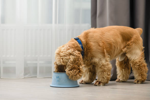 istock The dog eats food from his bowl with appetite. 1415240422