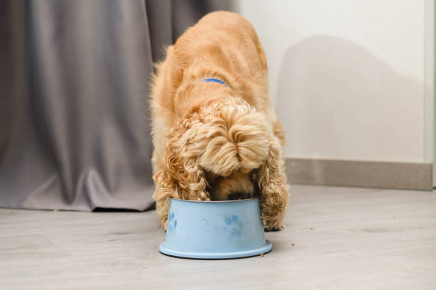 istock The dog eats food from his bowl with appetite. 1415240426