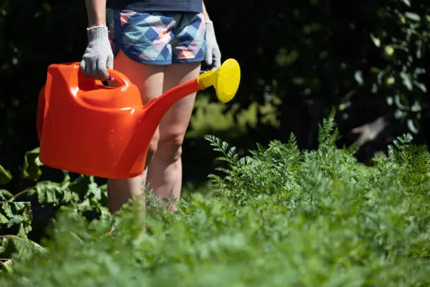 Photo of a woman with a watering can stands in front of a bed in the garden