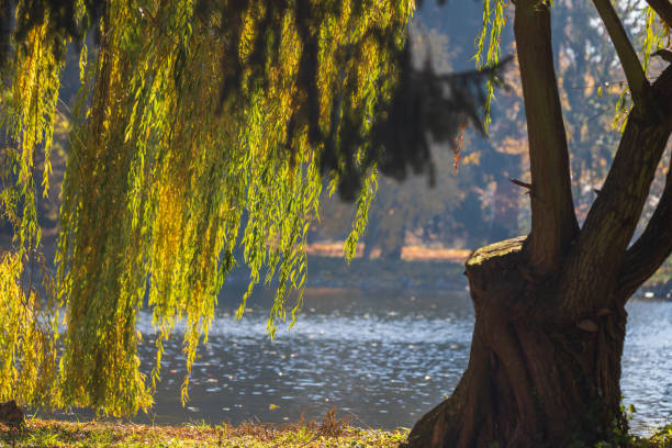 A green branch of a willow tree hangs to the ground by a pond.
