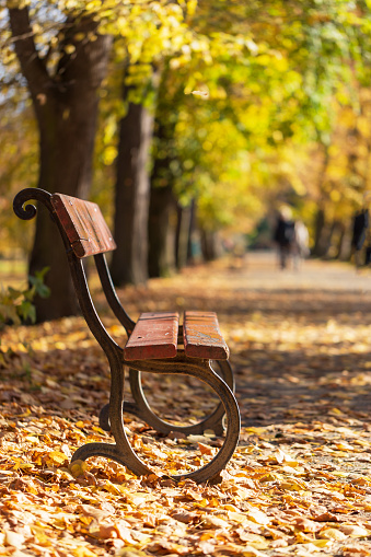 Wooden bench in public park in autumn with falling leaves on grass. Shot in Retiro Park, Madrid, Spain