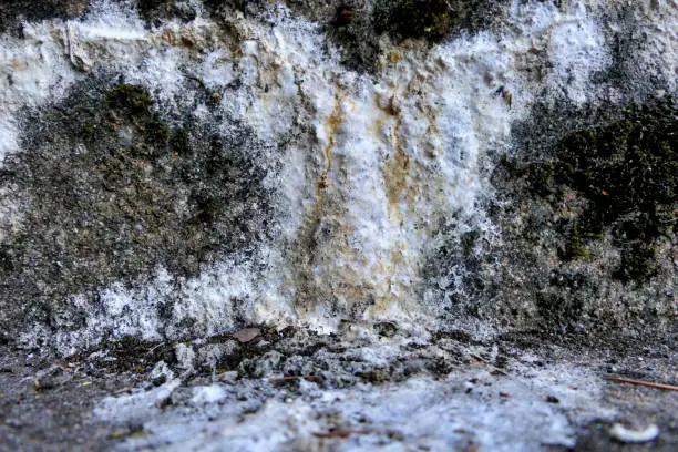 White substance oozing from concrete steps, caused by salts leeching through damp concrete. Can be sticky at first and turn fluffy when it dries out.