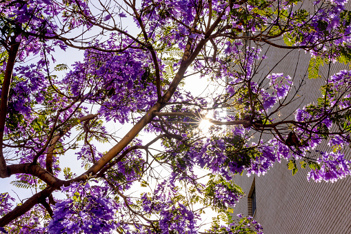 High quality stock photo looking through a  back-lit Jacaranda tree downtown.