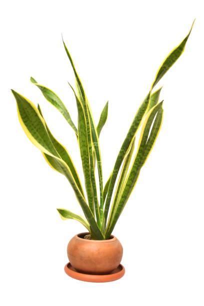 istock An Isolated Sansevieria Trifasciata, Snake Laurentii Live Plant on a white background. 1415242512