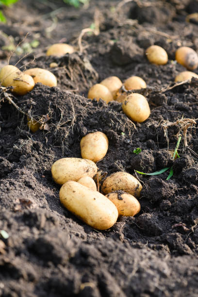 Freshly dug young potatoes in the field on excavated ground in sunny day. Dug and not harvested young potatoes in the field on excavated ground in sunny day. Home grown organic vegetables for background. Autumn harvesting in Ukraine. Selective focus. field stubble stock pictures, royalty-free photos & images