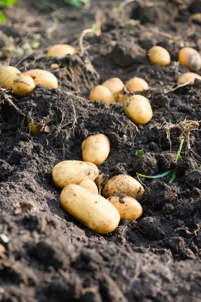 Dug and not harvested young potatoes in the field on excavated ground in sunny day. Home grown organic vegetables for background. Autumn harvesting in Ukraine. Selective focus.