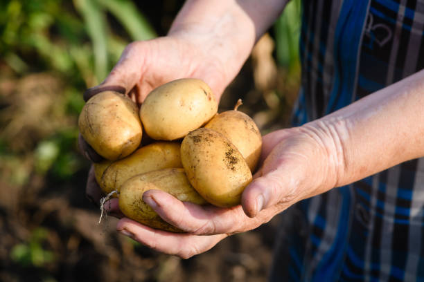 istock Young freshly dug potatoes in female hands. 1415243058