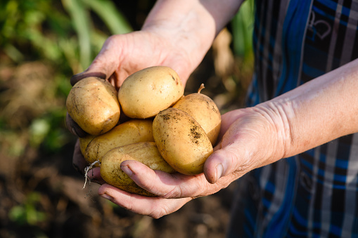 Young freshly dug potatoes in female hands. Autumn harvesting in Ukraine. Selective focus.