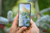 man takes pictures of flowers on a smartphone, hands close up