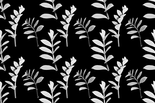 seamless pattern scented fragrant trendy pale black aster.