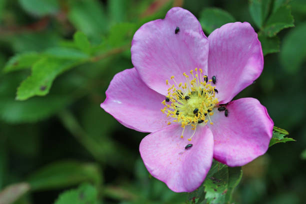 Close up of two wild beach roses (rugosa Rose) on a Cape Cod beach on an early June afternoon.