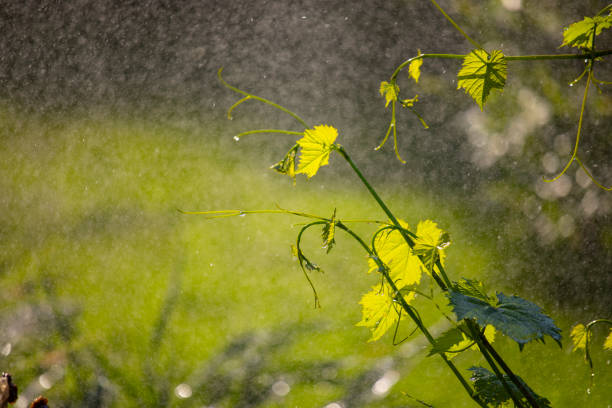 Lawn sprinkler - spraying water over green grass. Floral background. Nature.