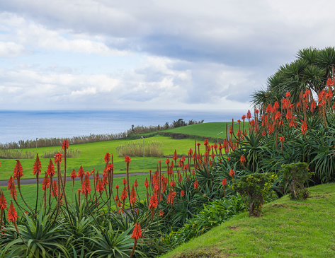 View from above from village Nordeste on green meadow and sea with red tropical flowers. Sao Miguel, Azores.