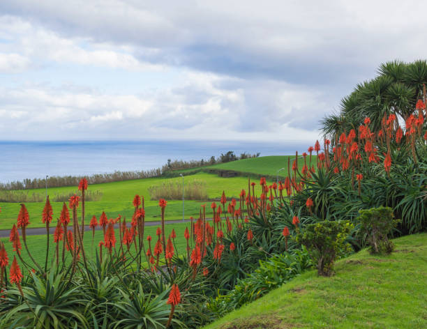 View from above from village Nordeste on green meadow and sea with red tropical flowers. Sao Miguel, Azores View from above from village Nordeste on green meadow and sea with red tropical flowers. Sao Miguel, Azores. san miguel portugal stock pictures, royalty-free photos & images
