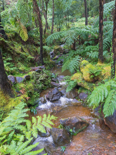 istock Natural spa with hot thermal water spring, creek cascade with lush tree ferm, moss and stones in caldeira velha, San Miguel, Azores islands 1415250193