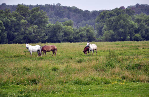 istock Horses graze in the meadow 1415250303