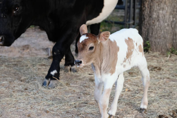 istock spotted calf with cow on a farm 1415251274