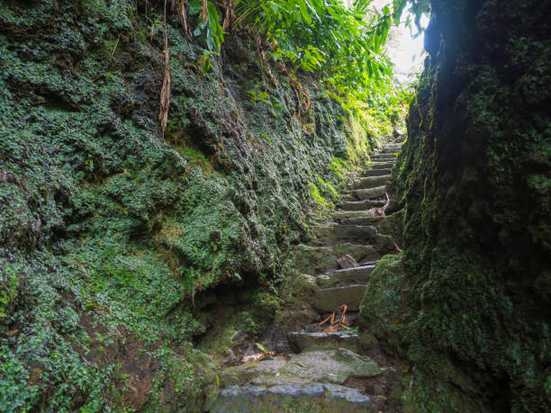 istock Narrow stone steps between moss covered stone in rain forest on footpath hiking trail near furnas, Sao Miguel island, Azores, Portugal 1415251312