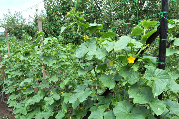 istock In the garden, cucumbers using the grid as a support 1415252718