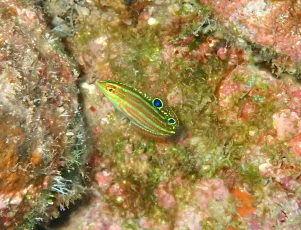 Ornate wrasse Ornate wrasse Hawaii thalassoma pavo stock pictures, royalty-free photos & images